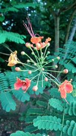 Close-up of flowers blooming outdoors