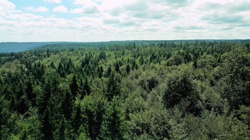 Scenic view of forest against sky