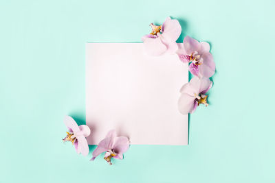 High angle view of pink roses against white background