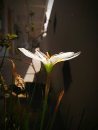 Close-up of day lily blooming outdoors