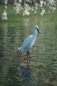 Bird on a lake