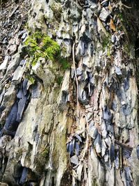 Low angle view of tree