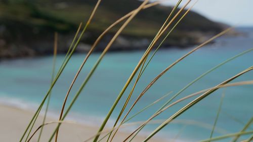 Close-up of grass on beach against sky