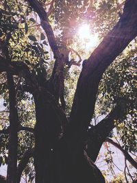 Low angle view of tree against sky during sunset