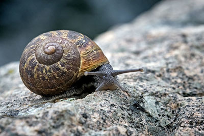 Close-up of snail on rock