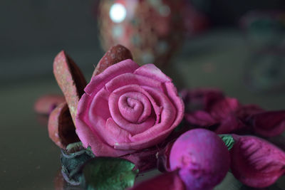 Close-up of pink rose