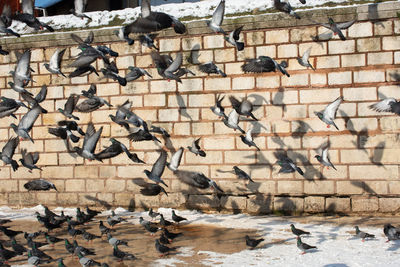 Pigeons flying against wall