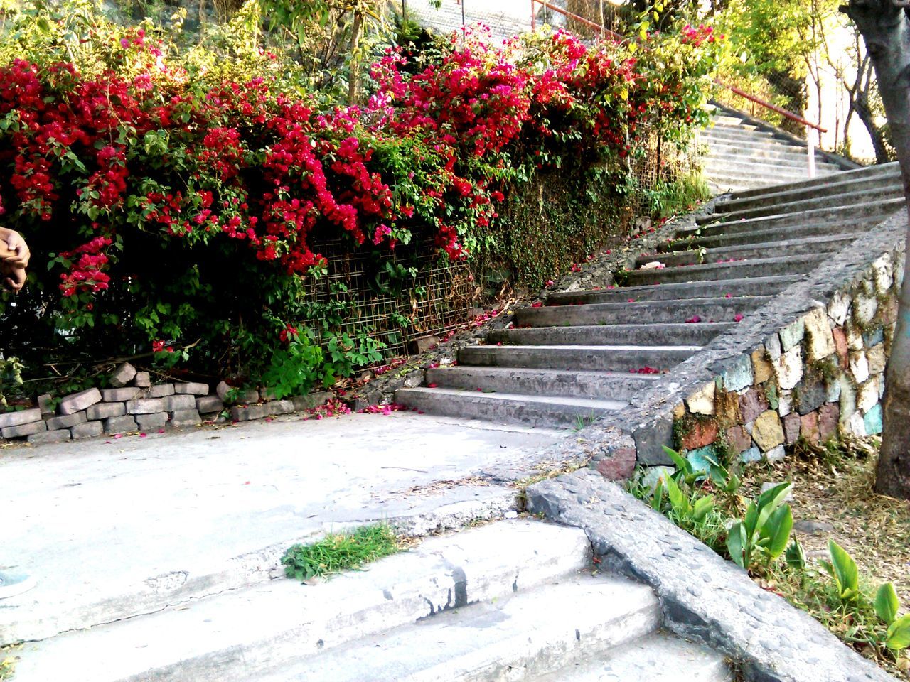 steps, steps and staircases, tree, growth, staircase, plant, flower, railing, the way forward, built structure, park - man made space, nature, architecture, outdoors, green color, stairs, day, high angle view, footpath, no people