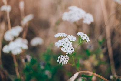 Close-up of white flowers blooming outdoors