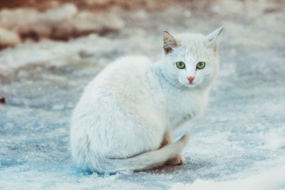 Portrait of cat in field