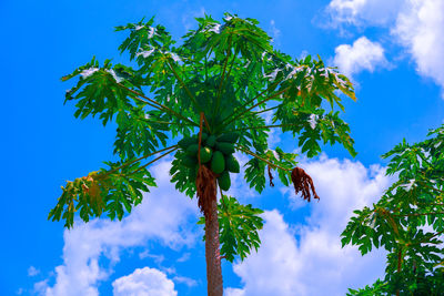 Low angle view of tree against sky