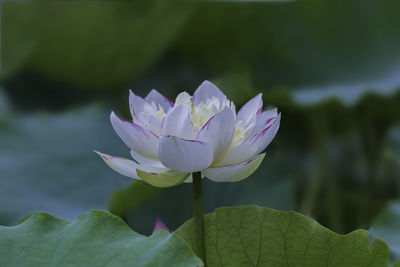 Close-up of purple water lily blooming outdoors