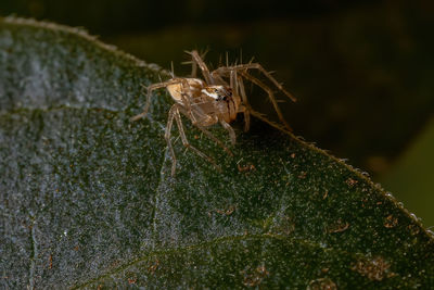 Close-up of spider