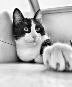 Close-up portrait of cat relaxing at home