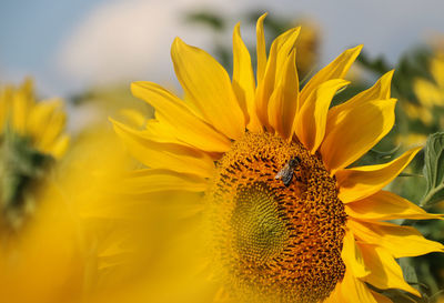 Close-up of honey bee pollinating on sunflower