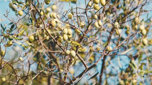 Green olives on tree branch