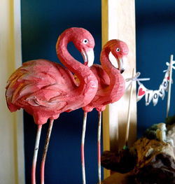 Close-up of flamingo