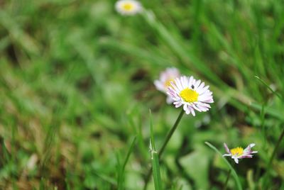 Close-up of white flowering plant on field