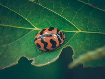 Close-up of butterfly on leaf