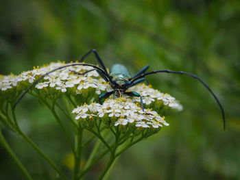 Close-up of insect on flowers