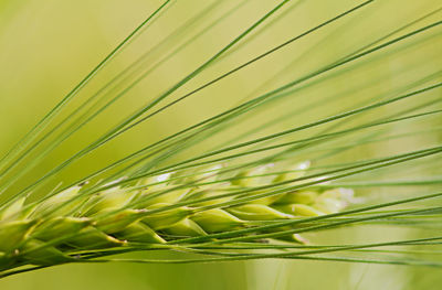 Close-up of wet plant