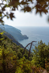 Scenic view of sea and trees against sky