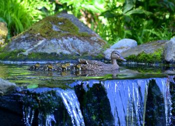 View of birds swimming in lake