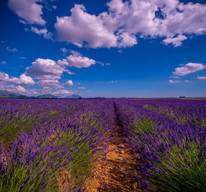 Scenic view of lavender field against sky