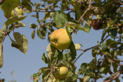 Low angle view of fruits growing on tree