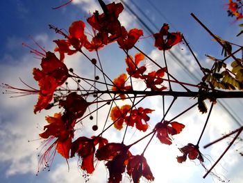 Low angle view of red flowers against sky