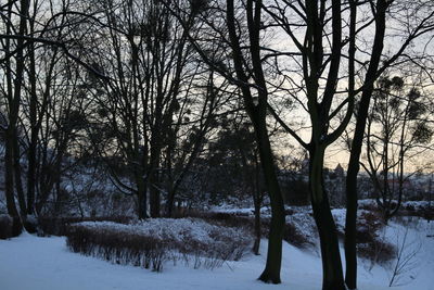 Trees in forest during winter