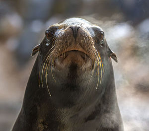 Close-up of sea lion