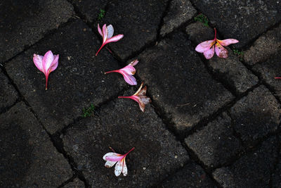 High angle view of pink petals on plant