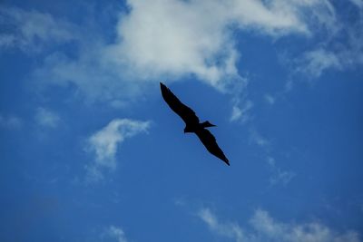 Low angle view of bird flying against sky