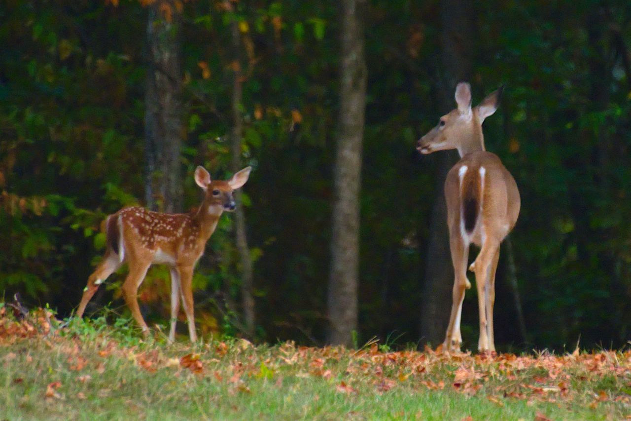 DEER STANDING ON A LAND