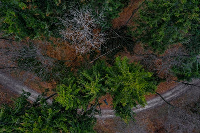 High angle view of trees growing in forest