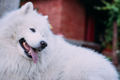 Close-up of dog looking away