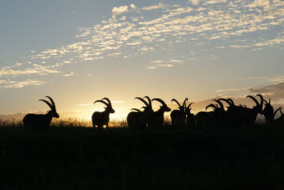 Ibexes standing on mountain