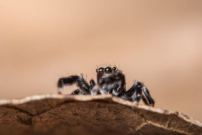 Close-up of spider