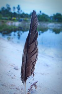 Close-up of plant against sky