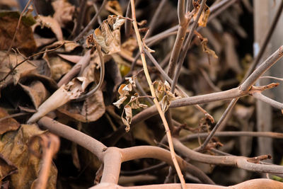 Full frame shot of dried plants