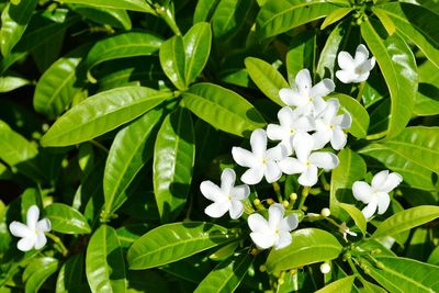 Close-up of white flowers