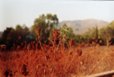 Close-up of flowers in field