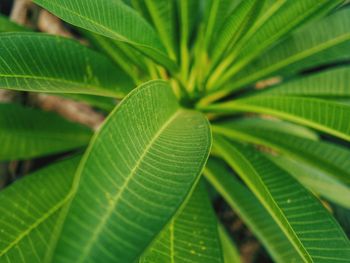 Close-up of green leaves