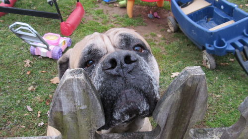 Close-up of dog on grass in yard