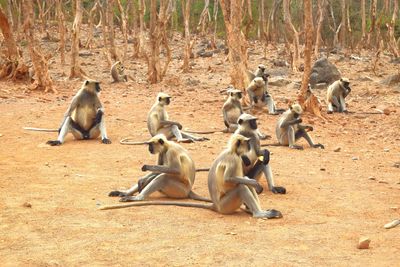 Monkey sitting on ground