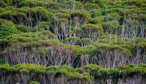 Trees growing in forest