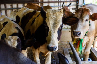 Close-up of cows in shed