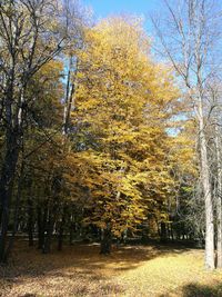 Trees in forest during autumn