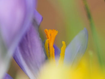 Close-up of fresh purple crocus flower